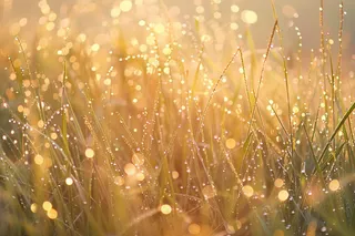 清晨绿草上的露珠春天摄影图