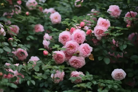 玫瑰花园蔷薇鲜花摄影图