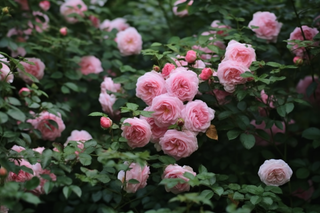 玫瑰花园蔷薇鲜花摄影图