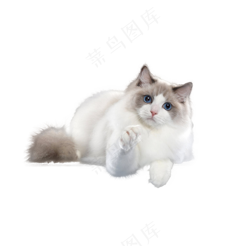 可爱猫咪摄影