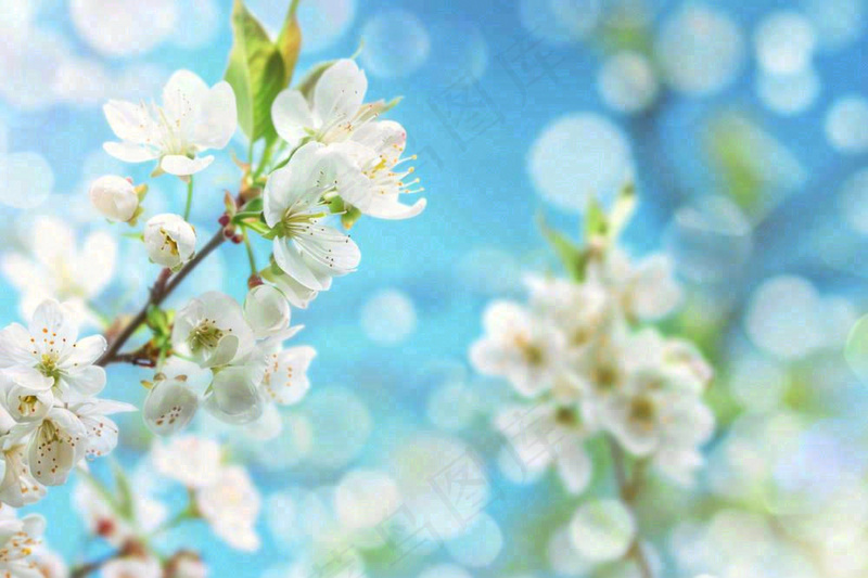 白花梨花花朵春意蓝天背景春分立春惊蛰摄影图