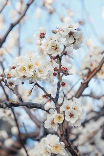 春日樱花花朵摄影图