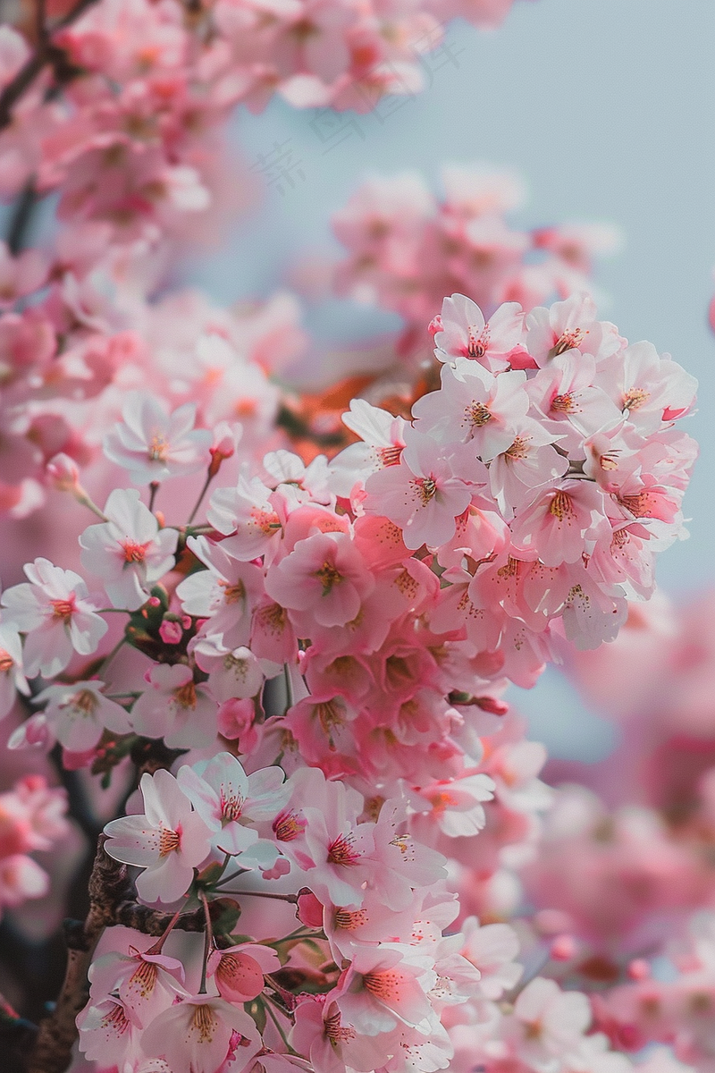 春日樱花花朵摄影图(2688x4032)