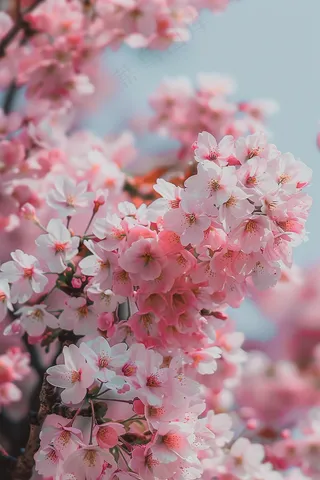 春日樱花花朵摄影图