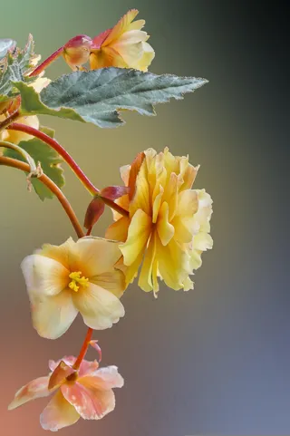 植物黄色的花瓣美丽花朵