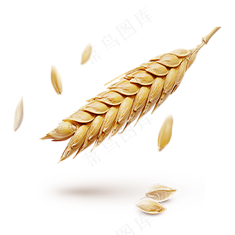 实拍麦子1 拷贝