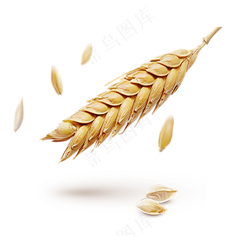 实拍麦子1 拷贝