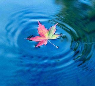 水面飘着的落叶枫叶秋天蓝色水面立秋寒露秋分摄影图