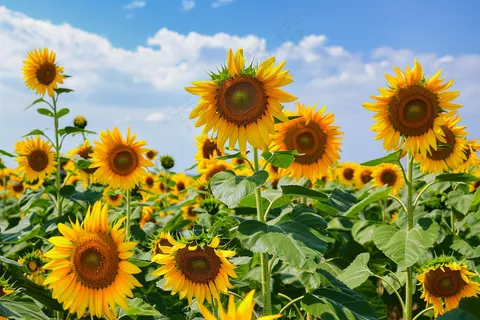 向日葵向阳鲜花摄影图 向日葵向阳鲜花摄影图