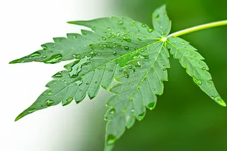 春天嫩绿的大树树叶绿植摄影图