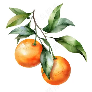 橘子砂糖橘手绘插画插图免抠 橘子砂糖橘手绘插画插图免抠