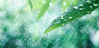 雨水飘打在绿叶叶片上春天雨水谷雨摄影图