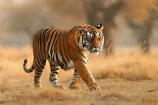 老虎动物秋天草原摄影图