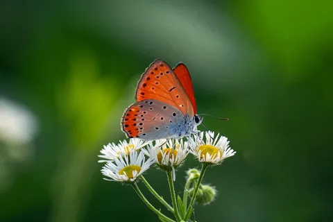 阳光橙蝶舞花间 阳光橙蝶舞花间