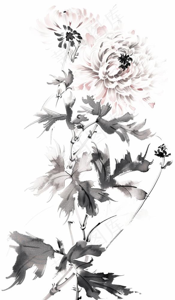 菊花水墨画中国风手绘清明重阳插画免抠(832x1424)