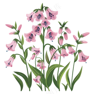 免抠手绘风的粉色蓝铃花