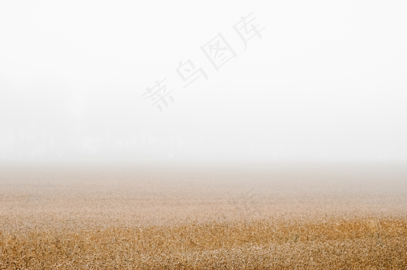 云雾森林图片