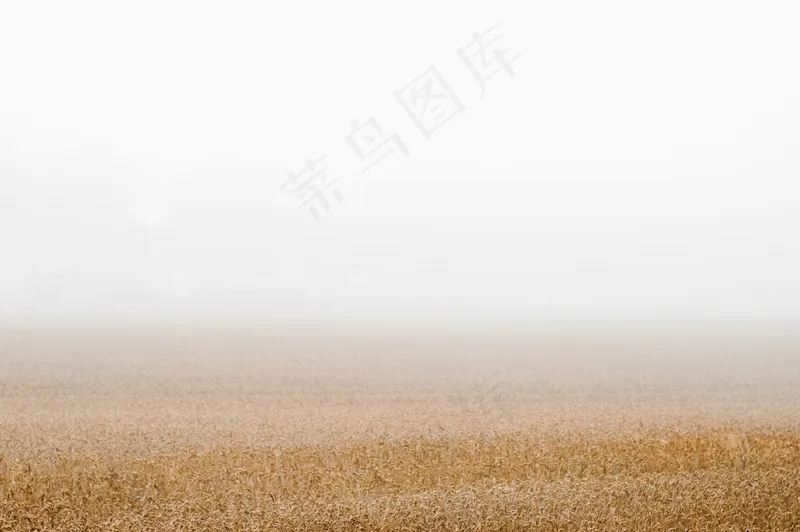 云雾森林图片