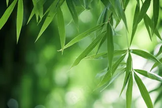 竹林竹叶竹子绿色摄影图