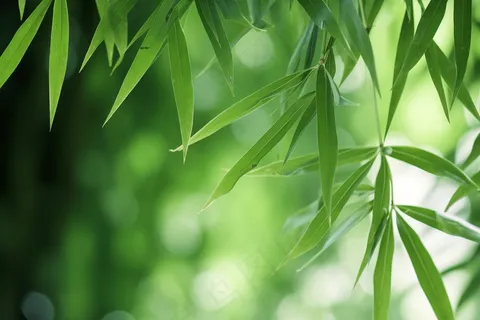 竹林竹叶竹子绿色摄影图 竹林竹叶竹子绿色摄影图