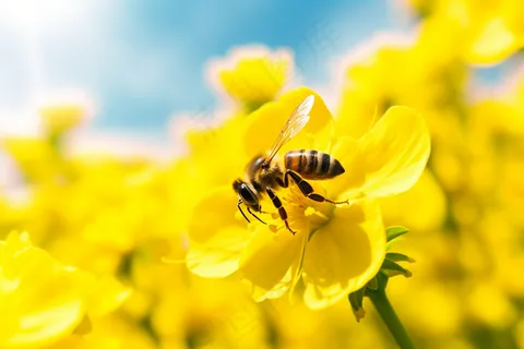 春天油菜花蜜蜂采蜜摄影图