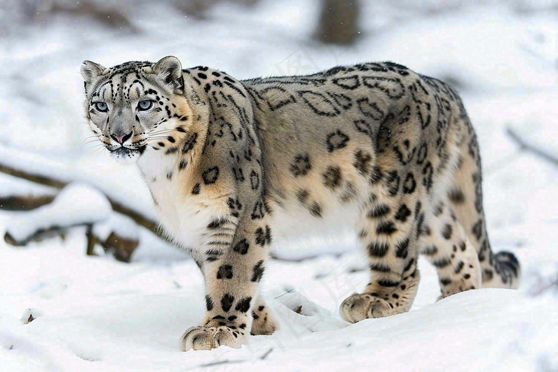雪豹冬天森林雪地里的猎豹保护动物摄影图(4032x2688)