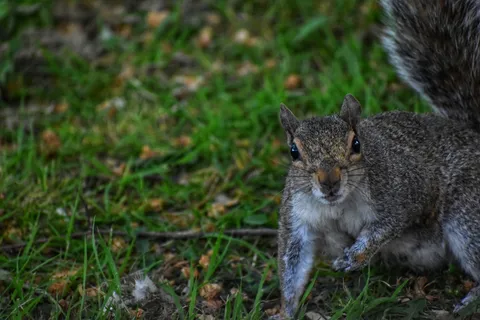 户外草地上的松鼠