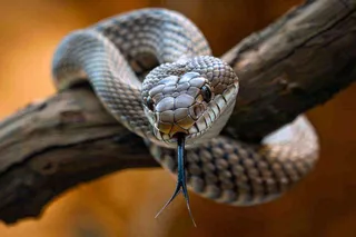 蛇盘踞在树枝上吐舌头爬行动物摄影图