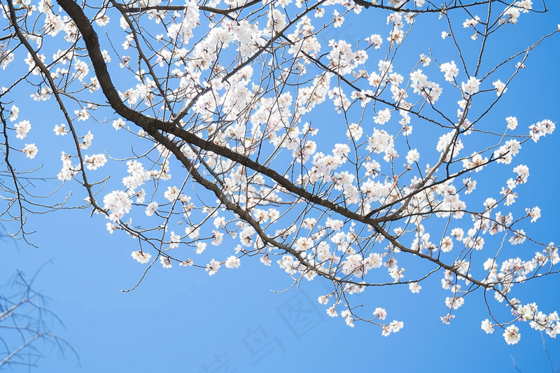 春日樱花花朵摄影图(4032x2688)