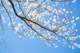 春日樱花花朵摄影图