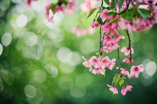 立春粉色花朵树枝绿意绿色背景春分惊蛰摄影图