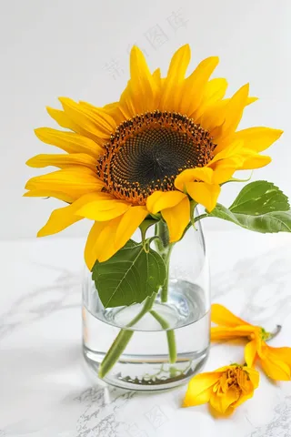 向日葵向阳鲜花摄影图