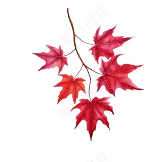 红色枫叶秋季卡通插画免抠