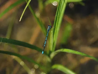 翠绿草丛中的蓝色精灵