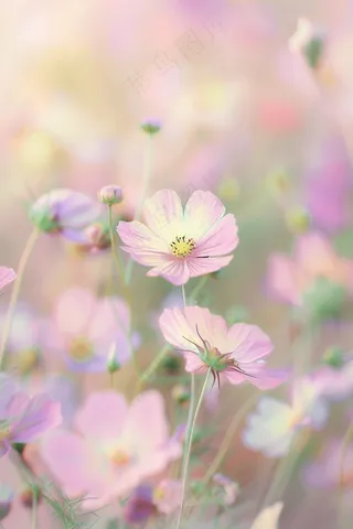 春天格桑花花朵花丛梦幻摄影图