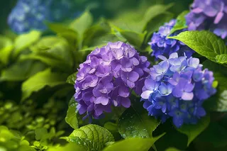 蓝紫绣球花鲜花摄影图