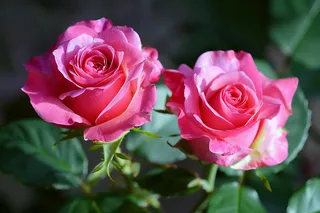 玫瑰花鲜花花朵摄影图