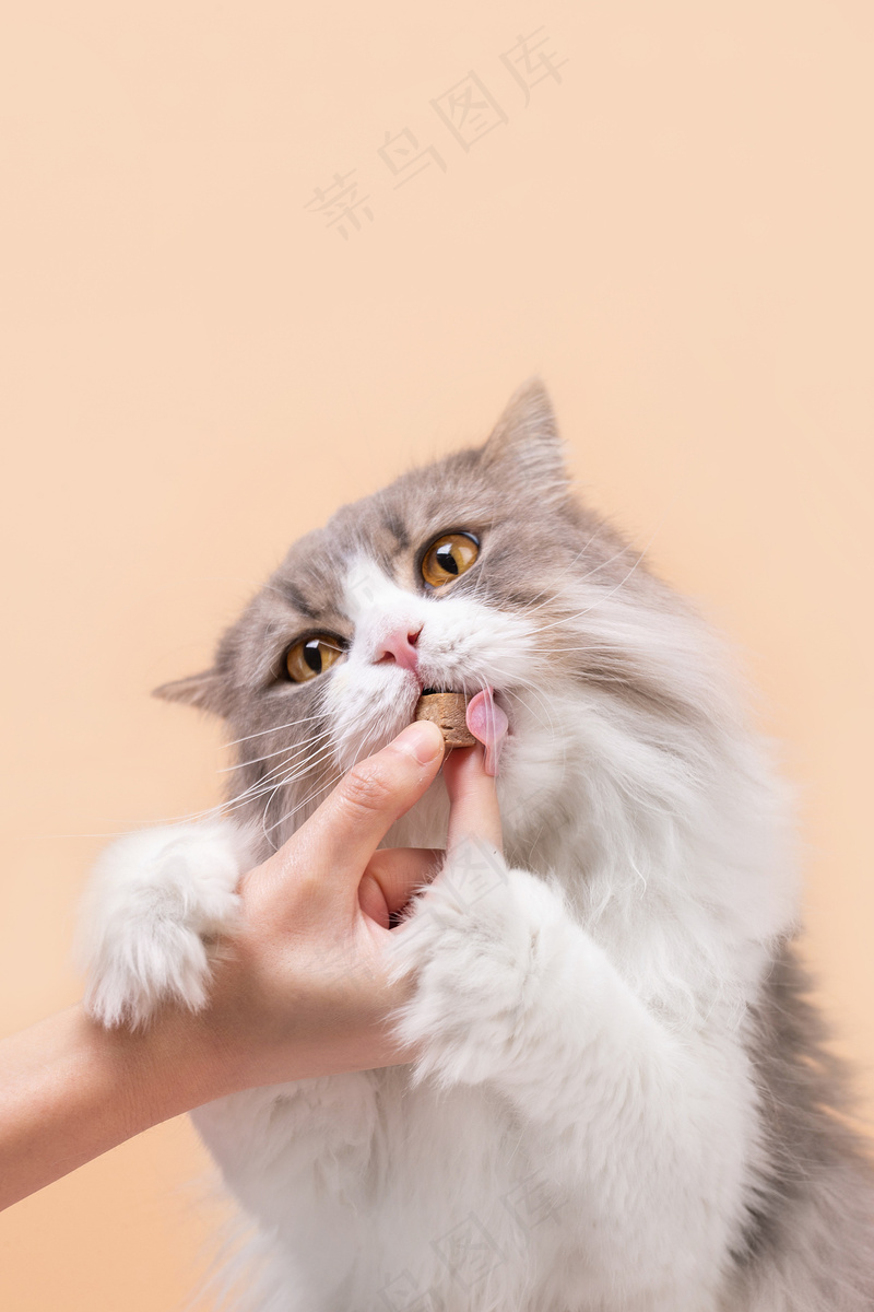 可爱猫咪摄影