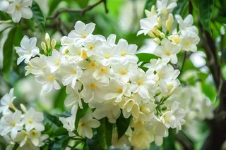 栀子花白色花朵植物摄影图