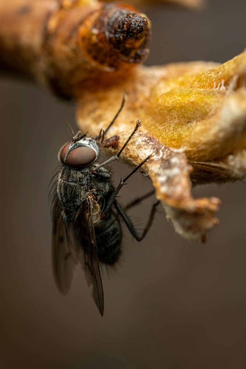 枯木上的掠食者——飞虫特写