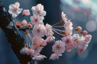 春日樱花花朵摄影图