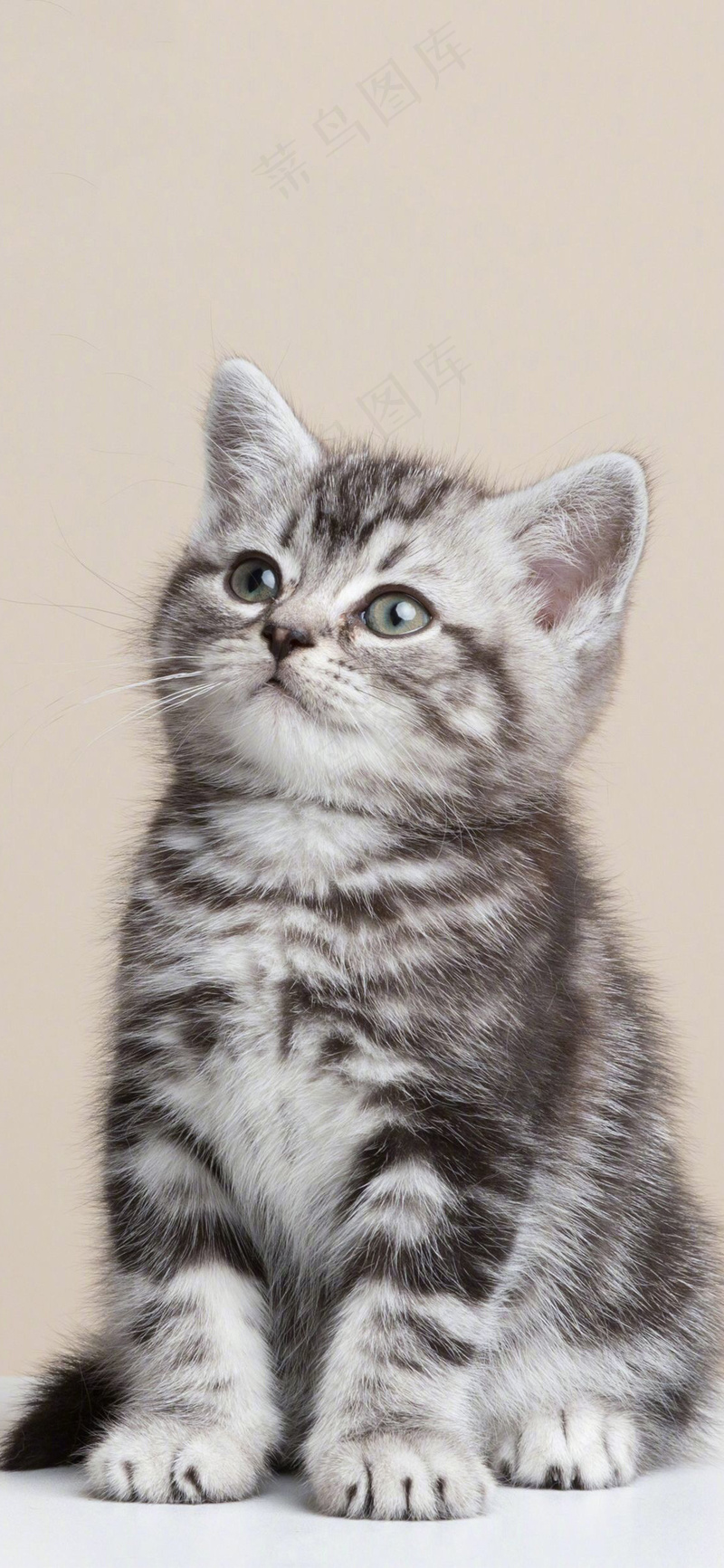 可爱猫咪摄影