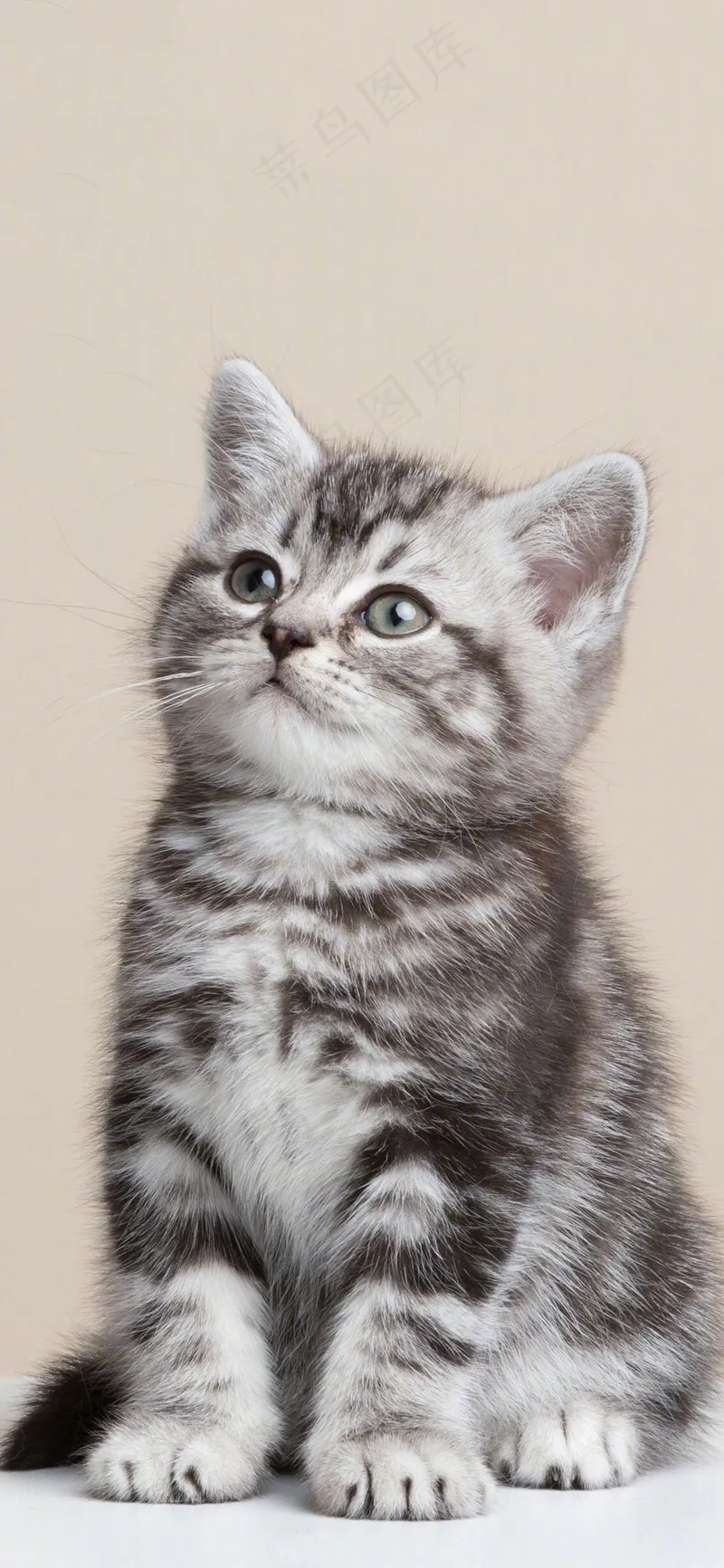 可爱猫咪摄影