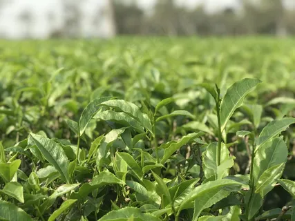 户外茶园茶叶 户外茶园茶叶