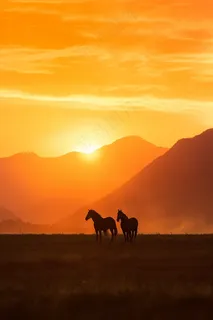 夕阳落日草原奔跑驰骋的骏马美景摄影图