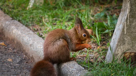 户外松鼠动物 户外松鼠动物