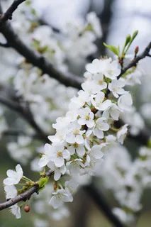 春天盛开的梨花李子花春分摄影图