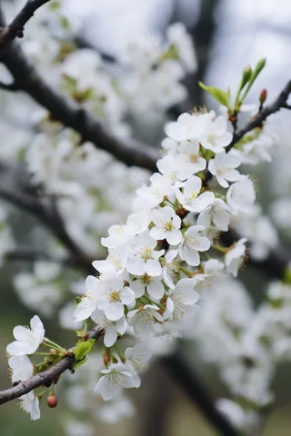 春天盛开的梨花李子花春分摄影图