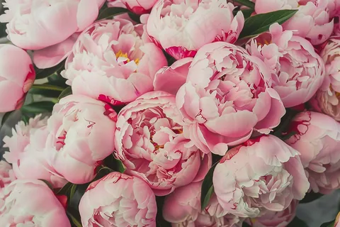 牡丹花国花鲜花摄影图