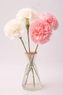 康乃馨插花花瓶摄影图